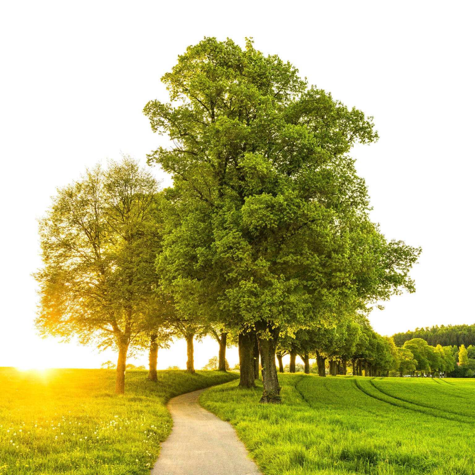 groene bomen