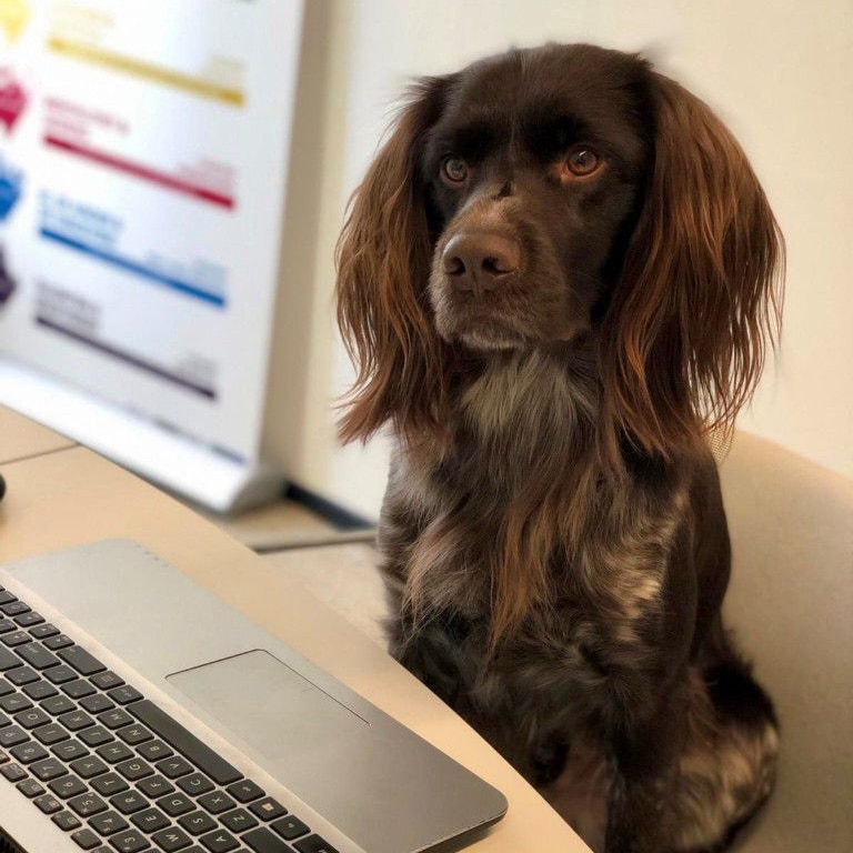 hond achter laptop